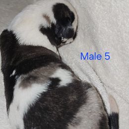 Male 5 - Harlequin male Great Dane puppy in Mayfield, New York from Sacandaga Danes
