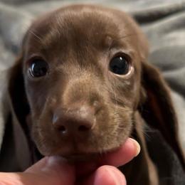 Harper - Chocolate female Dachshund puppy in Griffin, Georgia from Always Trippin' Doxie Life