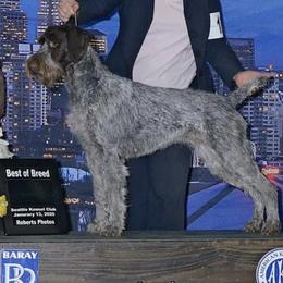 German Wirehaired Pointers from German Wirehaired Versatility Dogs