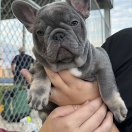 Hicks - Liver male French Bulldog puppy in Tampa, Florida from 5 Star Bullies