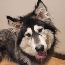 Boris - Alaskan Malamute