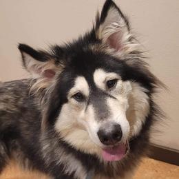 Boris - Alaskan Malamute