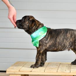 Boy 3 - male Cane Corso puppy in Choctaw, Oklahoma from Emerald Cane Corso