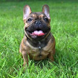 Kip - Fawn male French Bulldog puppy in Keeseville, New York from Big Sky Frenchies