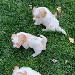 Cavachon puppies from Sarah's Cavachons, Bichons & King Charles Cavalier Spaniels