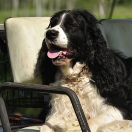 English Springer Spaniels from Springerhaven