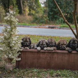 Neapolitan Mastiff and Tibetan Mastiff Puppies from Carolina Coastal Mastinos