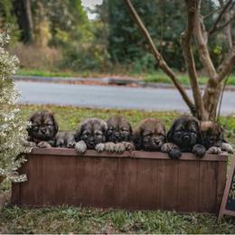 Neapolitan Mastiff and Tibetan Mastiff Puppies from Carolina Coastal Mastinos