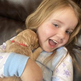 Goldendoodle Puppies from North Star Dog Training