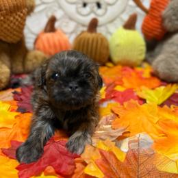Lucy - Brindle female Shih Tzu puppy in Sherman, Texas from Shannon’s Sugar Sweet Shih Tzu’s