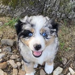Miniature Australian Shepherd and Toy Australian Shepherd Puppies from Rye Hill Aussies