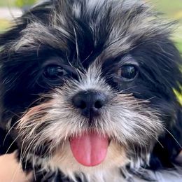 Penny - Shih Tzu