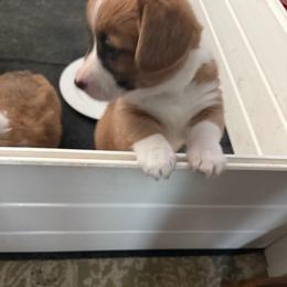 Poppy - White and red female Pembroke Welsh Corgi puppy in Florence, Texas from Ginger Sky Corgi Ranch