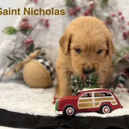 Saint Nicholas - Golden male Golden Retriever puppy in Salt Lake City, Utah from Soaring golden retrievers