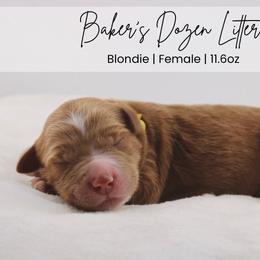 Blondie - Red  female Goldendoodle puppy in Comanche, Texas from Central Texas Doodles, LLC.