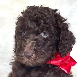 Goldendoodles from Bernal Doodle Pets