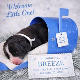 Breeze - Black & white male Australian Shepherd puppy in Dalton, Georgia from Furtabulous Paws Australian Shepherds & Border Collies