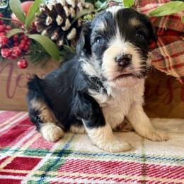 Will - Black tri-color male Aussiedoodle puppy in Charleston, Arkansas from Lazy S Aussies