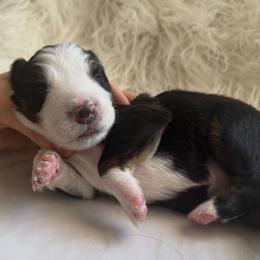 Bud - Black tri-color male Australian Shepherd puppy in Mesa, Arizona from Four Peaks Aussies