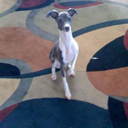 Tessa - Italian Greyhound