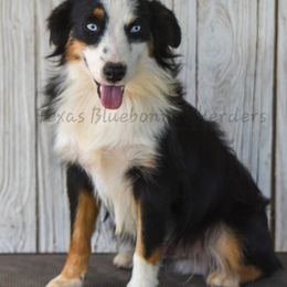 Spyder - Black tri male Miniature American Shepherd puppy in Lubbock, Texas from Texas Bluebonnet Herders