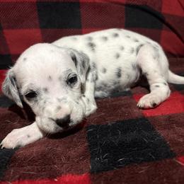 Franklin Jonas - White and black male Dalmatian puppy in Fort Cavasos, Texas from Mainstreet Dalmation