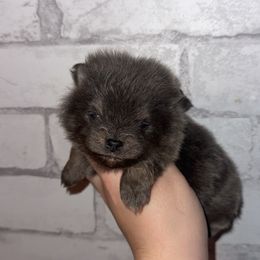 Bandit - Blue and tan male Pomeranian puppy in Perry County, Ohio from Speechless Pom’s