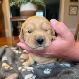Gray boy - Golden male Golden Retriever puppy in Macy, Indiana from Macy Golden Meadows