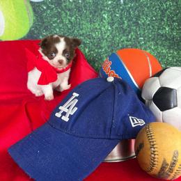 Bell - Chocolate and white female Chihuahua puppy in Gloucester, Virginia from Charlotte's Web of Chihuahuas