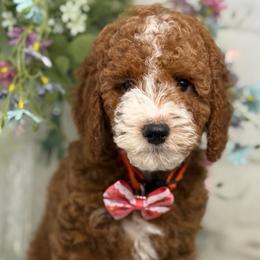Frosty - Red  female Goldendoodle puppy in Yuciapa, California from AlltheDoodlez_