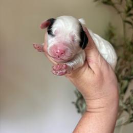 Patch - Black and white male Cavapoo puppy in Cherryville, North Carolina from Mercy Doodles