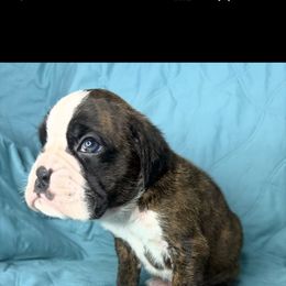 Boxer and Shih Tzu Puppies from L&L European Boxers and Shih Tzus