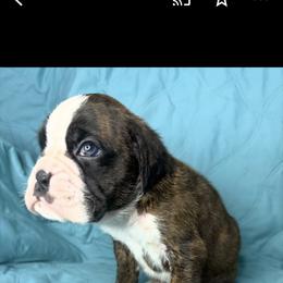 Boxer and Shih Tzu Puppies from L&L European Boxers and Shih Tzus