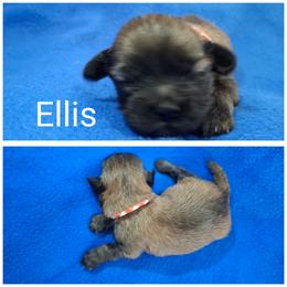 Ellis - Red male Lhasa Apso puppy in Cincinnati, Ohio from Shangri-La Lhasa Apsos
