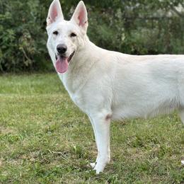 Halazia - Berger Blanc Suisse