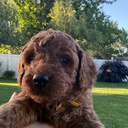 Pina Colada Yellow Collar - Red male Cavapoo puppy in South Jordan, Utah from Diamond Companions