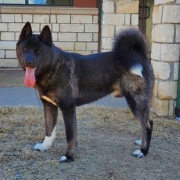 Keanu - Akita