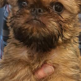 Brussels Griffon Puppies from Brussels and Broodle's and Shiffon's oh my