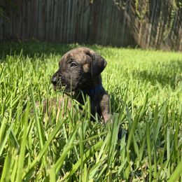 Doberman Pinscher and Great Dane Puppies from Draggin Dobermans & Great Danes