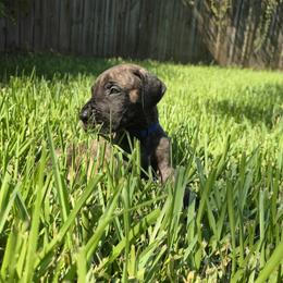 Doberman Pinscher and Great Dane Puppies from Draggin Dobermans & Great Danes