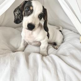 Dachshund and French Bulldog Puppies from AZ Royal Doxies llc