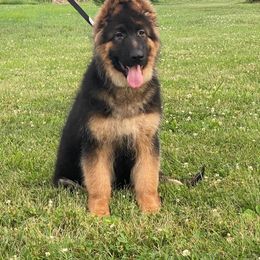 German Shepherd Puppies from von Fenja German Shepherd Dogs