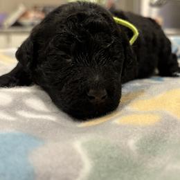 Goldendoodle and Poodle Puppies from Southern Stroll Poodles & Doodles