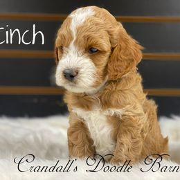 Cockapoo Puppies from Crandall’s Doodle Barn