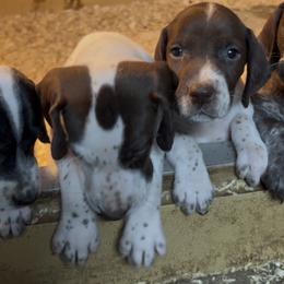 Girl 2 - Liver and white female German Shorthaired Pointer puppy in New Bedford, Massachusetts from Foot Hunter Kennel