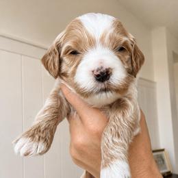 Cedar - Apricot male Goldendoodle puppy in Gilbert, Arizona from Doodle Bliss