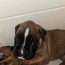 Soft PINK- (was red) collar' Fawn Female - Fawn female Boxer puppy in Gloucester, Virginia from Keen Boxers