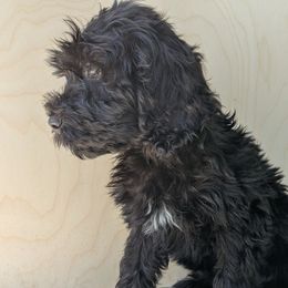 Dune - Black and white male Portuguese Water Dog puppy in Jacksonville, Florida from Filo House