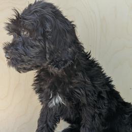 Dune - Black and white male Portuguese Water Dog puppy in Jacksonville, Florida from Filo House