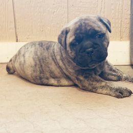 Boy 1 - Fawn brindle Bullmastiff puppy in Cedar Creek, Texas from Jenkins Family Bullmastiffs